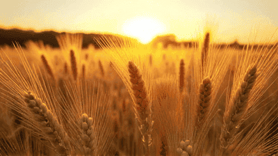 Ancient Grains for Modern Times: Climate-Resilient Crops for the Future