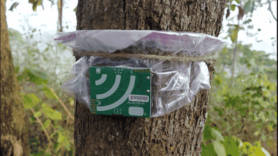 Bioacoustics Monitoring: How AI Listens to Forests to Track Biodiversity Health