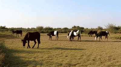 Grazing vs. Desertification: Can Regenerative Ranching Reverse Land Degradation?