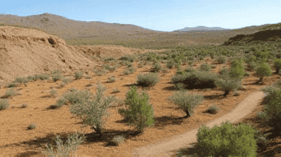 Grazing vs. Desertification: Can Regenerative Ranching Reverse Land Degradation?