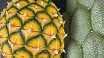 Pineapple Leather to Cactus Silk: The Rise of Plant-Based Fashion Materials