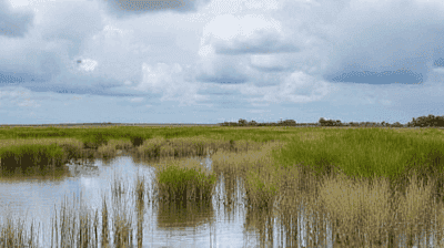 Salt Marsh Revival: How Coastal Wetlands Shield Cities from Rising Seas