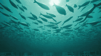 The Future of Fishing: Can Sustainable Aquaculture Feed 10 Billion People?