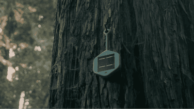 The 'Internet of Trees': How Sensor Networks Monitor Forest Health