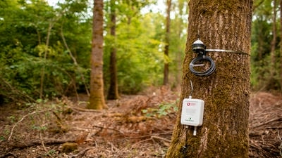 The 'Internet of Trees': How Sensor Networks Monitor Forest Health