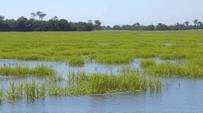 The Ramsar Convention: 50 Years of Global Wetland Protection – Success or Failure?