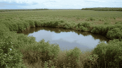 Why the World's Peatlands Are Critical Carbon Sinks (and How We're Losing Them)